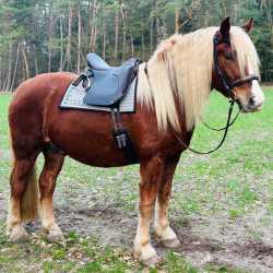 El Primero op Noriker met EWF-systeem voor extra brede paarden