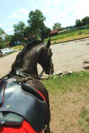 Ibero dressage saddle on Friesian gelding