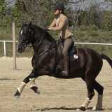 Working Equitation met Alpha Vaquero