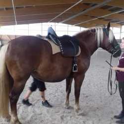 Mareike F. & Mira: Sevilla zadel voor jong paard - koudbloedras