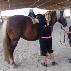 Mareike F. & Mira: Sevilla zadel voor jong paard - koudbloedras