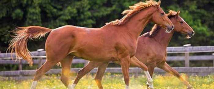 Paarden met hoge schoft