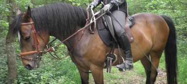 Saddle for trail riding